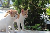 kitten-cat-animal-kitty-white-pet-877824.jpg