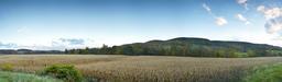 corn-cornfield-field-farmland-990641.jpg