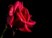 red-rose-rose-rose-bloom-blossom-320864.jpg