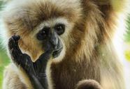 gibbon-primate-ape-animal-mammal-447705.jpg