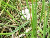 eggs-nest-water-bird-shelter-360048.jpg