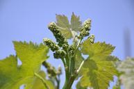 vineyards-new-shoots-japan-285313.jpg