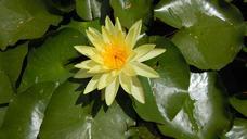 water-lily-yellow-flower-nature-630348.jpg