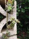 succulents-plants-bricks-hanging-1604746.jpg