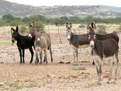 donkey-group-flock-hoofed-animals-1076327.jpg