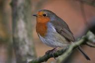 robin-bird-fly-wings-feather-108736.jpg