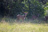 deer-mammal-brown-wildlife-animals-260480.jpg