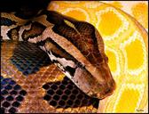 python-snakes-snake-black-yellow-248618.jpg