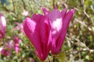 magnolia-blossom-bloom-spring-pink-1185360.jpg