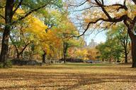 trees-central-park-manhattan-469257.jpg