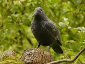 raven-fig-bird-forest-nature-crow-8180.jpg