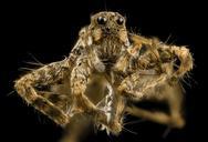 Spider_Unknown,_Face,_MD,_Prince_Georges_2014-03-20-16.49.17_ZS_PMax.jpg