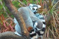 lemur-maki-wild-maki-catta-1435571.jpg