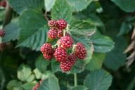 blackberries-garden-berries-fruits-175403.jpg