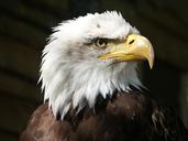 bald-eagle-eagle-raptor-beak-550804.jpg