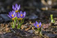 purple-crocus-spring-flower-purple-1280428.jpg