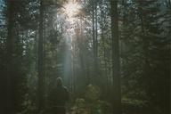 forest-nature-jogging-sun-rays-605505.jpg