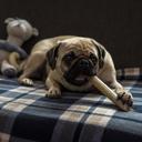 pug-stella-dog-treats-lying-1276152.jpg