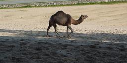 camel-dromedary-one-hump-walking-844935.jpg