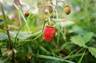 strawberry-wild-strawberry-plant-1465574.jpg