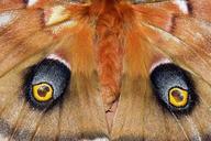 monarch-butterfly-eyes-nature-50684.jpg