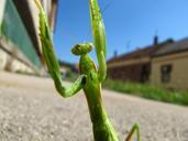 praying-mantis-animal-street-insect-180347.jpg