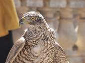 falcon-bird-falconry-prey-hunter-752413.jpg