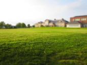 lawn-grass-mowing-green-nature-768316.jpg