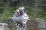 sea-lion-head-water-wet-301283.jpg