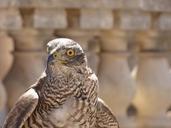 falcon-bird-falconry-prey-hunter-752409.jpg