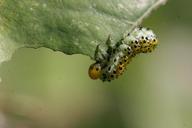 caterpillar-insect-macro-leaf-460900.jpg