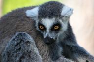 lemur-zoo-animal-madagascar-mammal-1693551.jpg