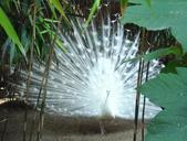 peacock-white-mutation-peafowl-535220.jpg