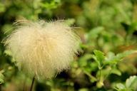 seeds-wool-plant-fluffy-close-1074525.jpg