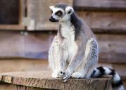 lemur-ring-tailed-primate-wildlife-1475277.jpg