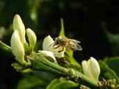 bee-flower-nature-648223.jpg