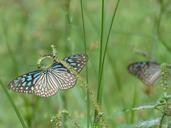 butterfly-green-insect-nature-604070.jpg