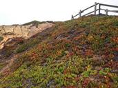 california-point-reyes-flowers-sky-964333.jpg