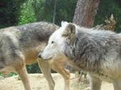 wolf-wolves-wold-zoo-wild-708031.jpg