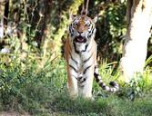 tiger-siberian-wild-looking-feline-1200320.jpg