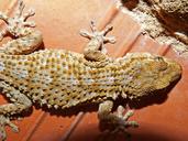 gecko-dragon-reptile-texture-1181756.jpg