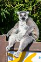 lemur-madagascar-primate-monkey-1383597.jpg