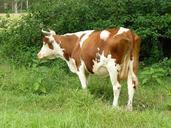 cow-farm-animal-dairy-cattle-947940.jpg