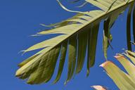 banana-leaf-banana-shrub-1450685.jpg