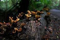 fungi-rotting-decay-rain-forest-678509.jpg