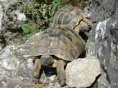 turtles-rocks-nature-animal-467266.jpg