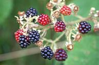 blackberries-rubus-sectio-rubus-1610088.jpg