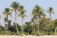 palm-trees-beach-tropical-nature-668219.jpg