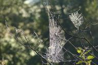 spider-webs-cobwebs-tender-420575.jpg