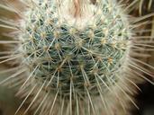 cactus-green-desert-nature-plant-633827.jpg